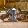 88lb304FoodGradeStainlessSteelAutomaticPoultryFeederImage7