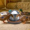 176lb304FoodGradeStainlessSteelAutomaticPoultryFeederImage7