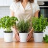 Plexon Herb Planter Indoor Garden Set of 3 with Tray, Metal Herb Pots for Indoor Plants, Round Kitchen Garden Kit Ideal for Windowsill Planter or Countertop, White Powder Coated7