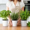 Plexon Herb Planter Indoor Garden Set of 3 with Tray, Metal Herb Pots for Indoor Plants, Round Kitchen Garden Kit Ideal for Windowsill Planter or Countertop, White Powder Coated7