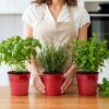 Plexon Herb Planter Indoor Garden Set of 3 with Tray, Metal Herb Pots for Indoor Plants, Round Kitchen Garden Kit Ideal for Windowsill Planter or Countertop, Red Powder Coated7