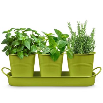 Plexon Herb Planter Indoor Garden Set of 3 with Tray, Metal Herb Pots for Indoor Plants, Round Kitchen Garden Kit Ideal for Windowsill Planter or Countertop, Green Powder Coated1
