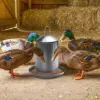 Plexon 6.6 Lb Stainless Steel Hanging Chicken Feeder no Waste Food-Grade - Poultry Feeder for Chicken Metal - Heavy Duty Reliable Long-Lasting with Handle7