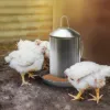 Plexon 6.6 Lb Stainless Steel Hanging Chicken Feeder no Waste Food-Grade - Poultry Feeder for Chicken Metal - Heavy Duty Reliable Long-Lasting with Handle8