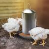 Plexon 8.8 Lb Stainless Steel Hanging Chicken Feeder no Waste Food-Grade - Poultry Feeder for Chicken Metal - Heavy Duty Reliable Long-Lasting with Handle8